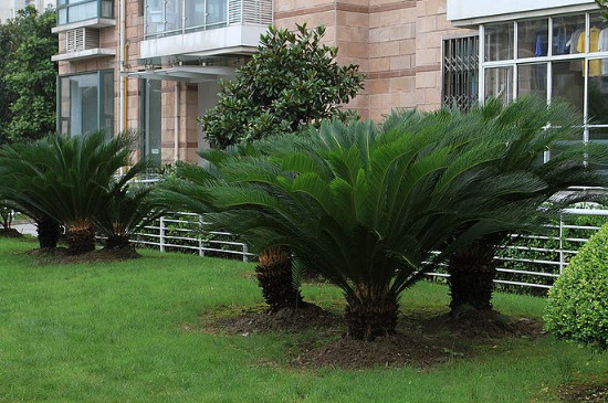 铁树砍头后多久能发芽