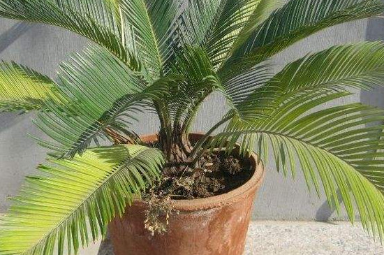 铁树砍头后多久能发芽