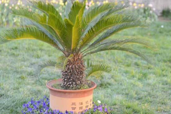 铁树干叶是如何回事