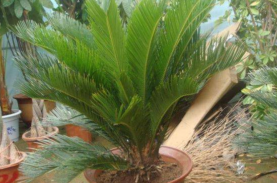 铁树干叶是如何回事