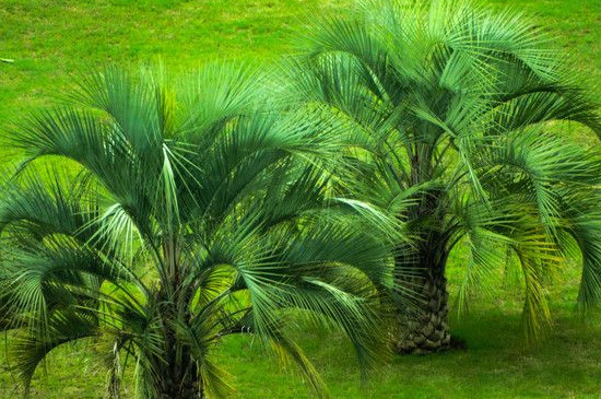 铁树干叶是如何回事