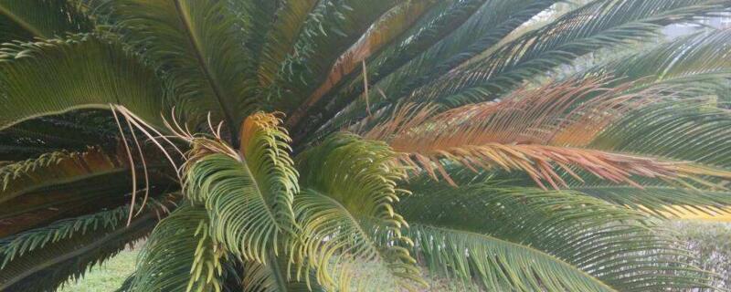 铁树叶子下垂如何回事