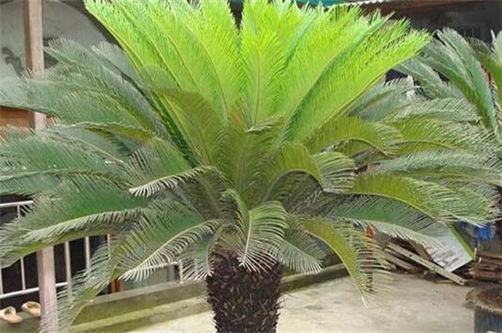 铁树叶子下垂如何回事