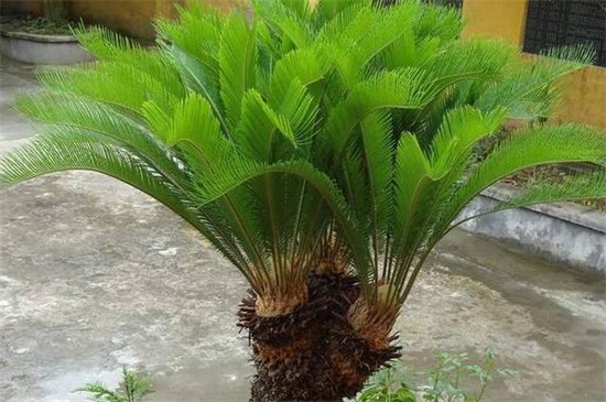 铁树如何养及留意事项，手把手教你养爆盆但要留意毒性