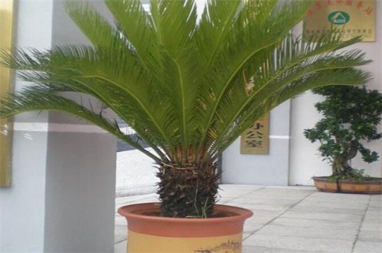 铁树如何养及留意事项，手把手教你养爆盆但要留意毒性