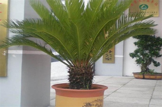 铁树如何养及留意事项，手把手教你养爆盆但要留意毒性