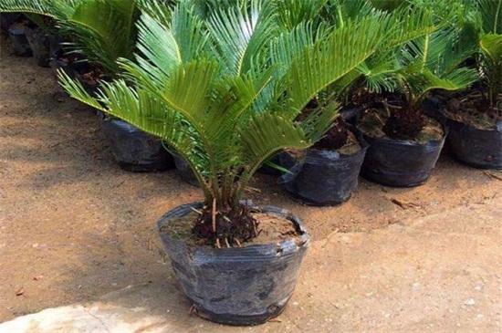 铁树如何养及留意事项，手把手教你养爆盆但要留意毒性