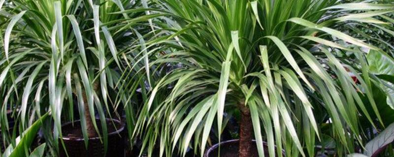 荷兰铁的养殖办法和留意事项