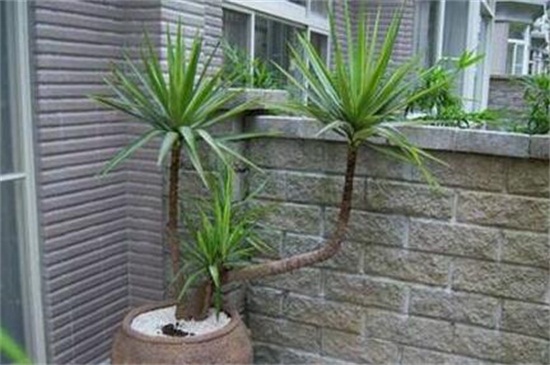 荷兰铁的养殖办法和留意事项