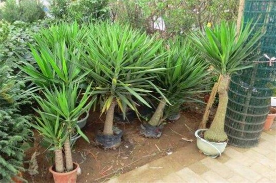 荷兰铁的养殖办法和留意事项