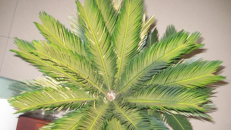 铁树叶子发黄是如何回事