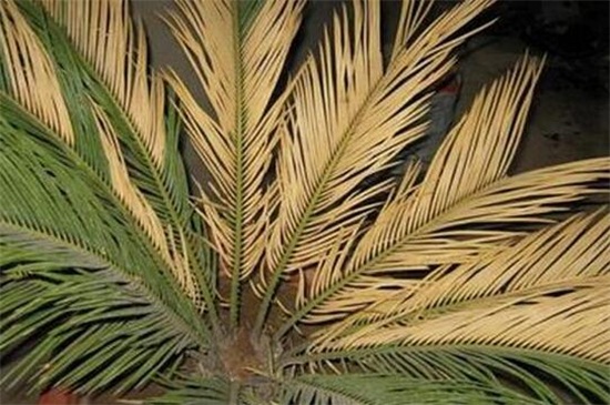 铁树叶子发黄是如何回事