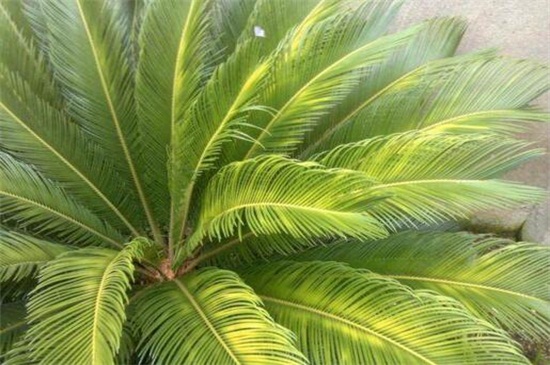 铁树叶子发黄是如何回事