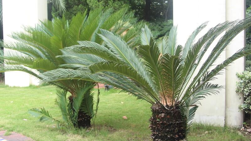 铁树的养殖办法和留意事项