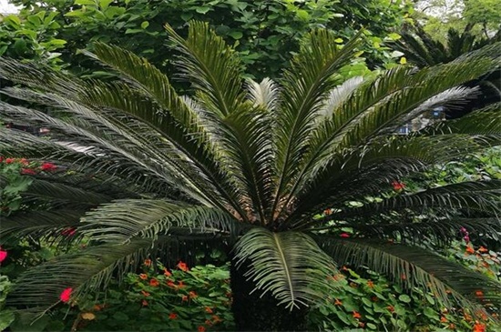 铁树的养殖办法和留意事项