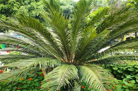 铁树的养殖办法和留意事项