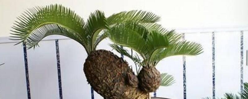 铁树为何不能养单棵