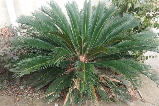 铁树为何不能养单棵