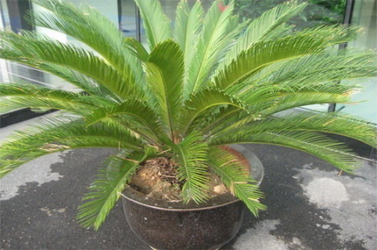 刚掰下的铁树如何种能活,5个要点铁树生机再发