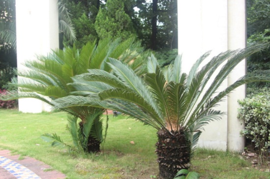 刚掰下的铁树如何种能活,5个要点铁树生机再发