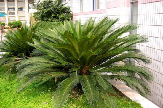 刚掰下的铁树如何种能活,5个要点铁树生机再发