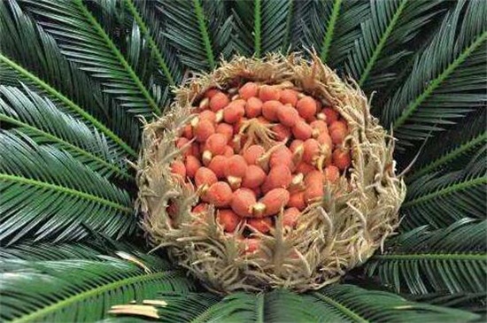 铁树果实的功效与作用,健脾和胃化痰止咳还可清热