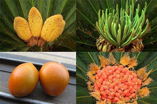 铁树果实的功效与作用,健脾和胃化痰止咳还可清热