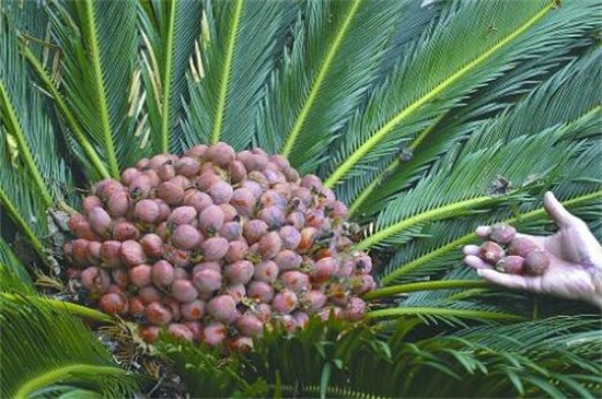 铁树果实的功效与作用,健脾和胃化痰止咳还可清热