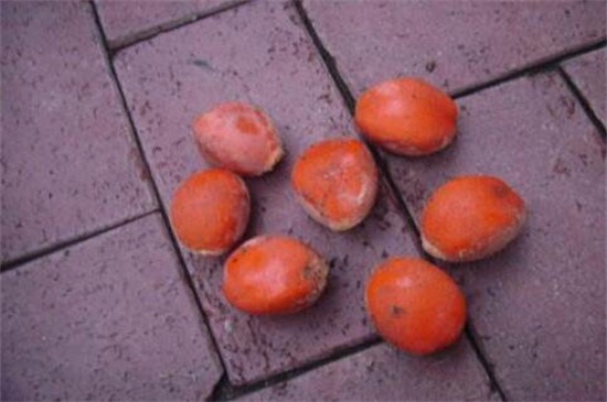 铁树果实的功效与作用,健脾和胃化痰止咳还可清热