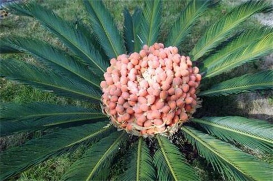 铁树果实的功效与作用,健脾和胃化痰止咳还可清热