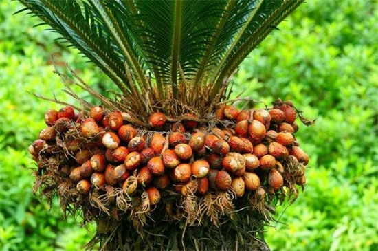 铁树果实的功效与作用,健脾和胃化痰止咳还可清热