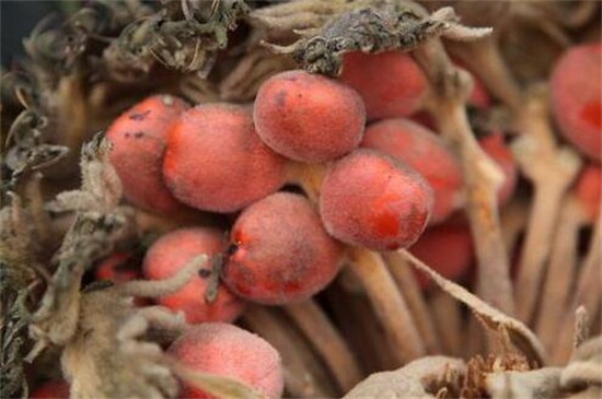 铁树果实的功效与作用,健脾和胃化痰止咳还可清热