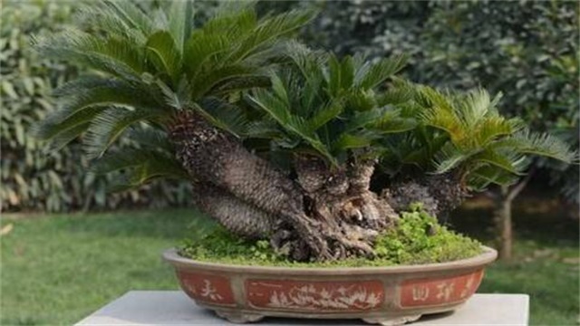 铁树的养殖办法