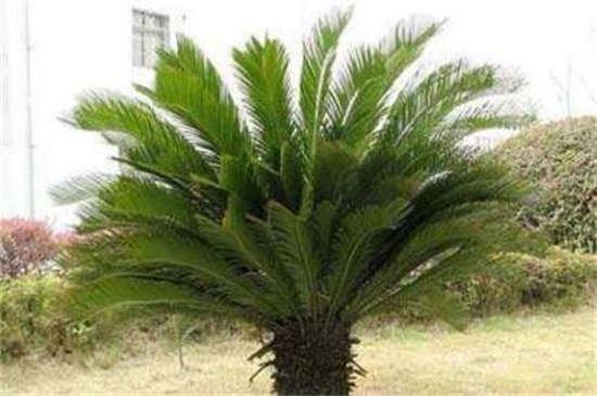 铁树的养殖办法