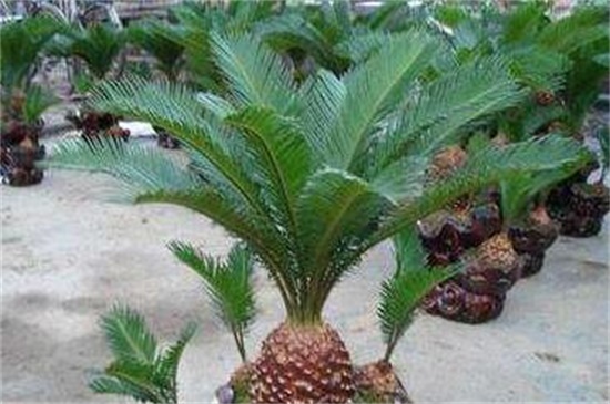 铁树的养殖办法