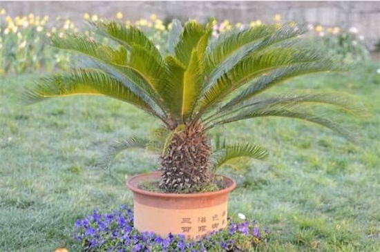 铁树如何养才能开花，掌握四个要点养使铁树开花