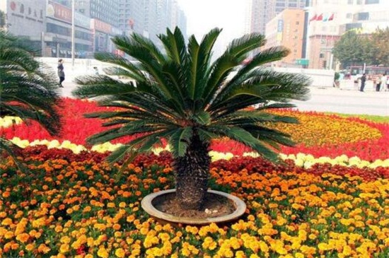 铁树如何养才能开花，掌握四个要点养使铁树开花