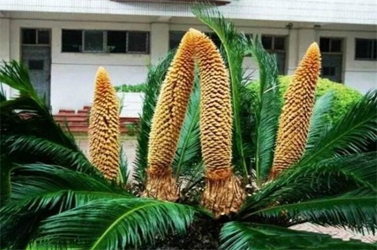 铁树如何养才能开花，掌握四个要点养使铁树开花