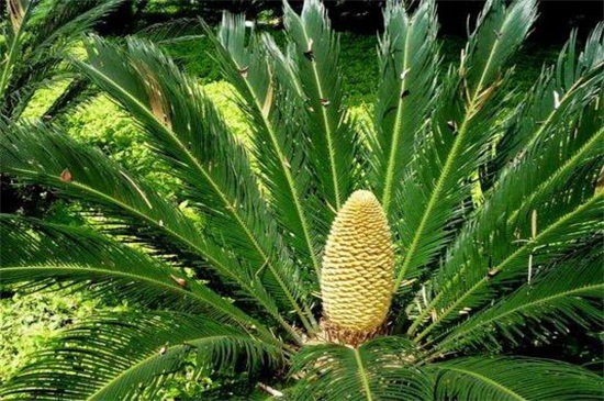 铁树如何养才能开花，掌握四个要点养使铁树开花