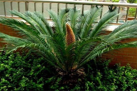 铁树如何养才能开花，掌握四个要点养使铁树开花