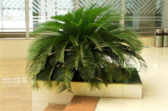 铁树如何养才能开花，掌握四个要点养使铁树开花