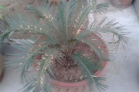 铁树如何养才能开花，掌握四个要点养使铁树开花