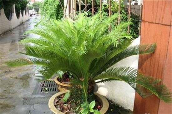 铁树如何养才能开花，掌握四个要点养使铁树开花