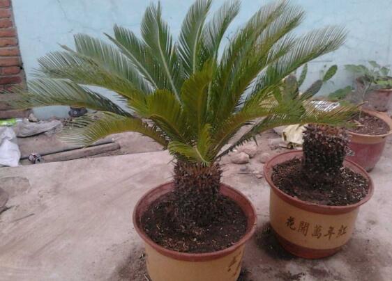 铁树不长新叶如何办，四个办法让铁树萌发新叶