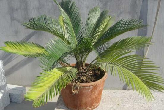 铁树不长新叶如何办，四个办法让铁树萌发新叶