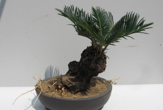 铁树不长新叶如何办，四个办法让铁树萌发新叶