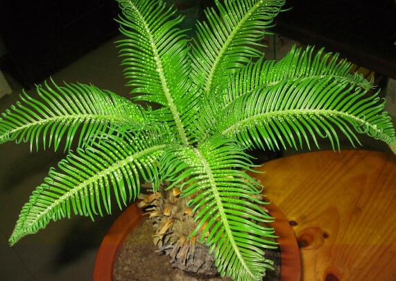 铁树不长新叶如何办，四个办法让铁树萌发新叶