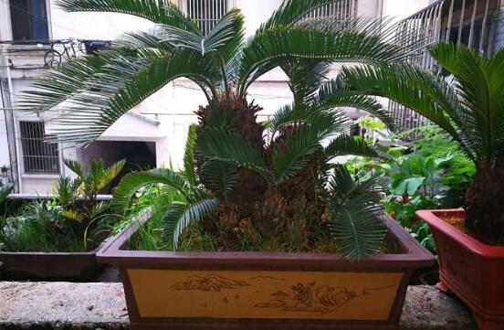 铁树不长新叶如何办，四个办法让铁树萌发新叶