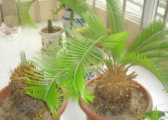 铁树不长新叶如何办，四个办法让铁树萌发新叶