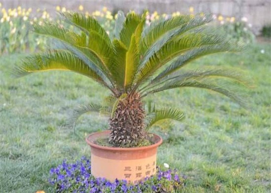 铁树如何养枝叶更茂盛，掌握六大要点养殖出茂盛的铁树